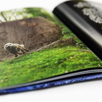 BMX Book + DVD Maintain IV.V Derailed